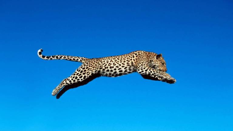 Leopard-mitten-im-Sprung